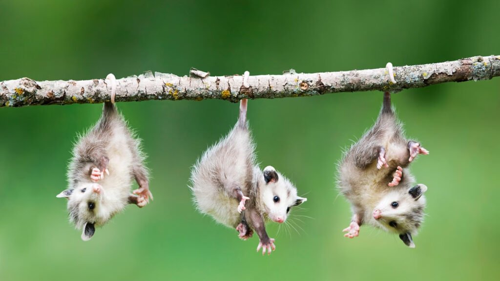bayi posum bergelantung